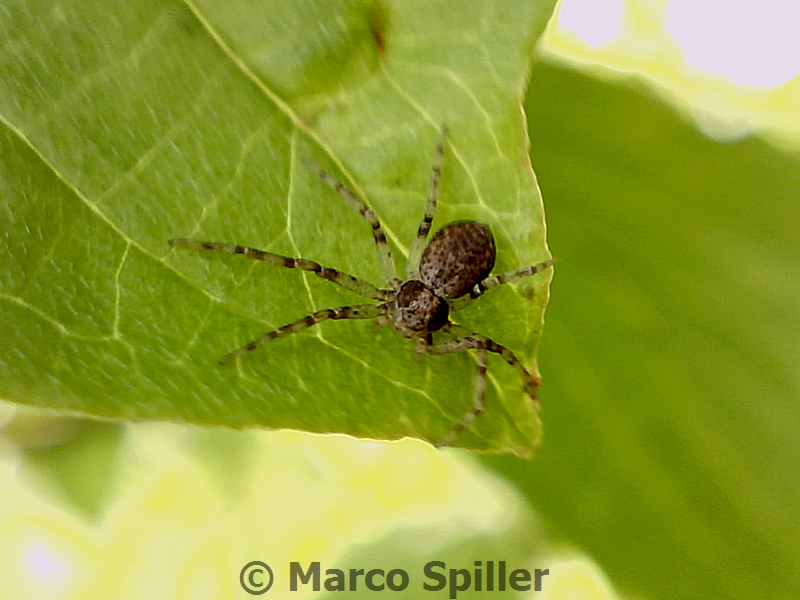 Philodromus sp. - Milano (MI)